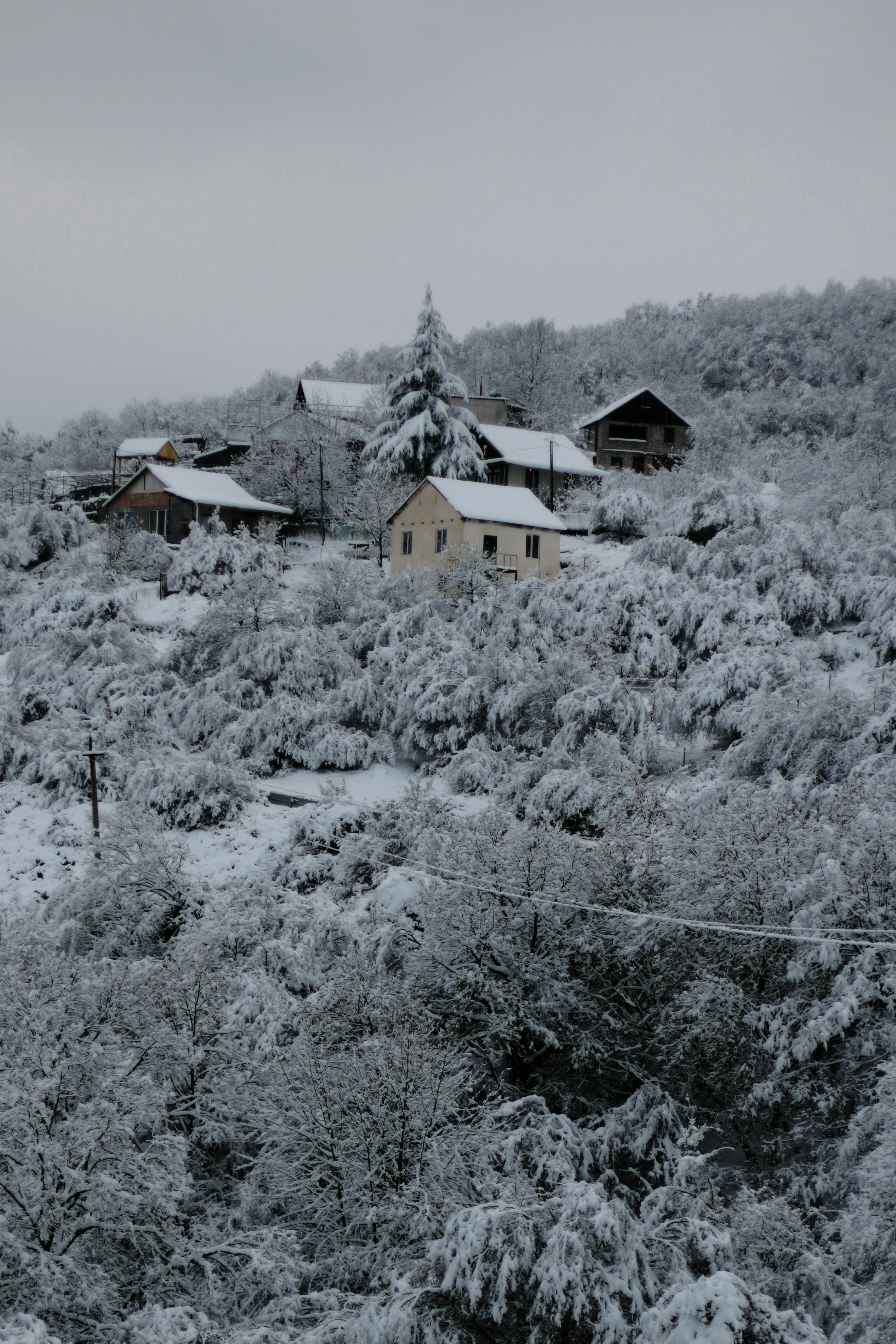 Snow Covered Houses and Trees · Free Stock Photo