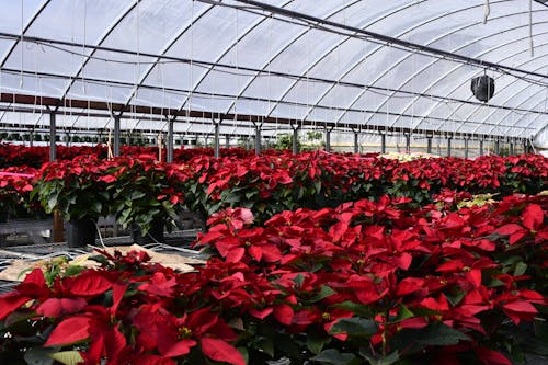 Poinsettia Flowers in a Greenhouse