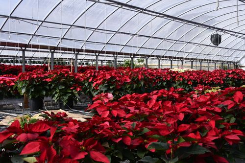 Free A lush display of poinsettias in full bloom inside a well-lit greenhouse. Stock Photo