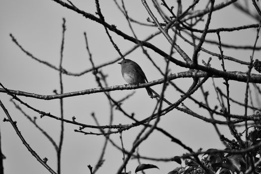 A Grayscale Photo of a Flycatcher Bird on a Branch