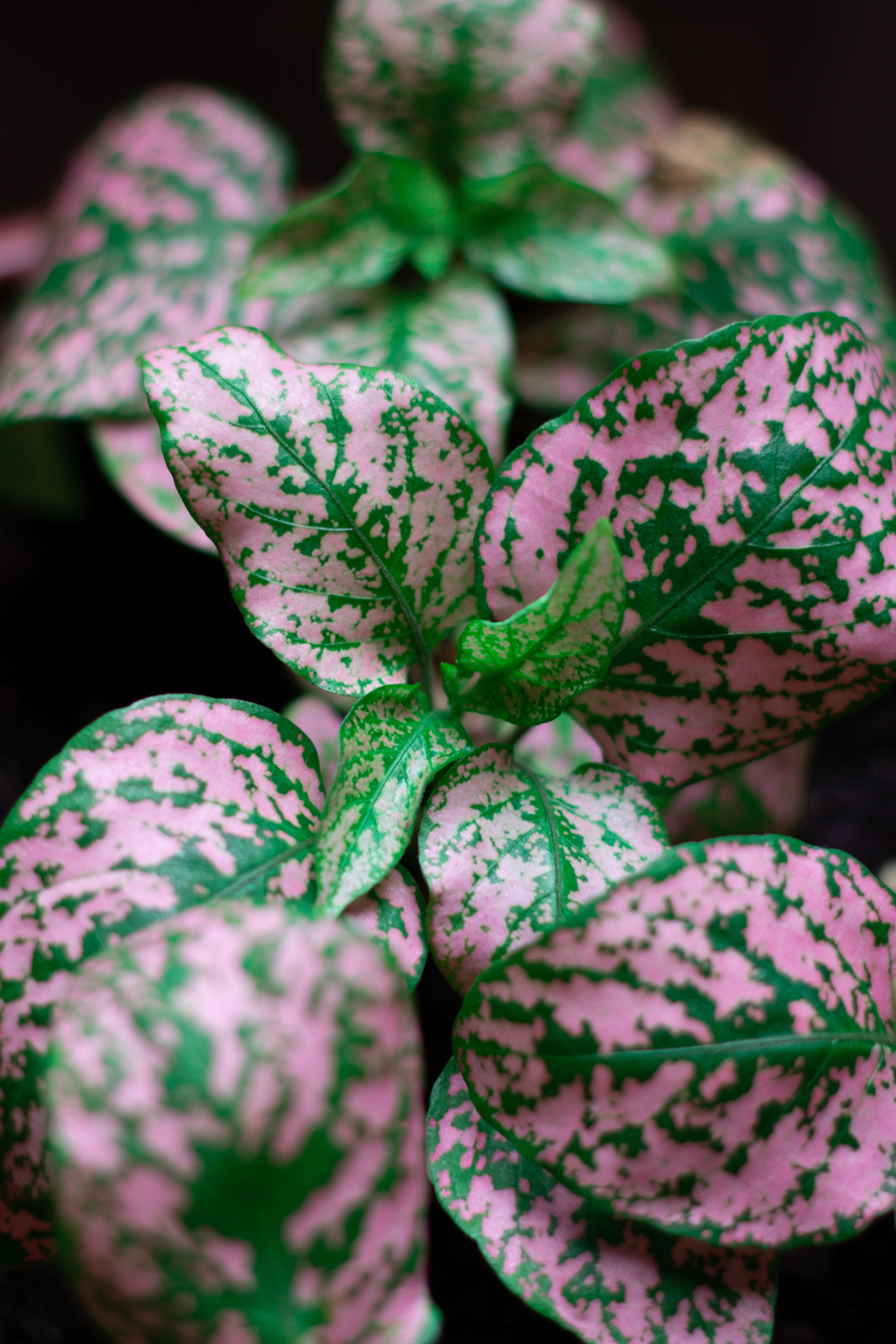 Pink and Green Leaves in Macro Photography · Free Stock Photo — free download