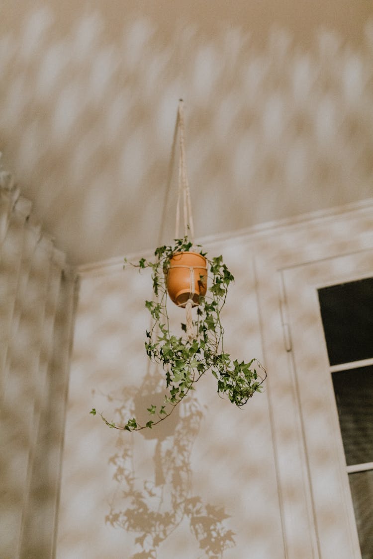 Potted Houseplant Hanging From Ceiling