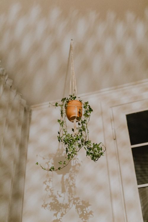 Free A minimalist indoor shot of a hanging plant casting shadows in a corner. Stock Photo