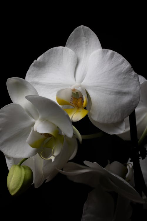 검은색 배경, 기관지, 꽃 사진의 무료 스톡 사진