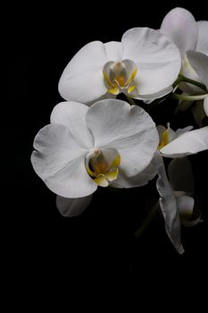 Close-up of elegant white Phalaenopsis orchids against a black background, showcasing delicate petals and vibrant centers.