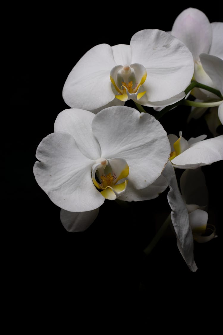 Close-up Of Moth Orchids