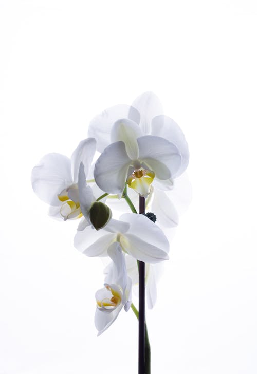 Close-up of Moth Orchids