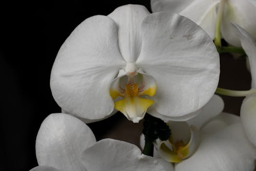 Stunning close-up of a white Phalaenopsis orchid against a black background.