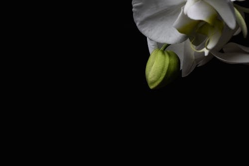 Free Close-Up Photo of a Moth Orchid Bud Stock Photo