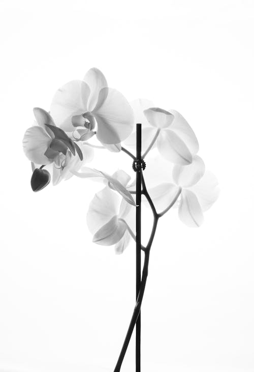 Grayscale Photograph of Orchid Flowers