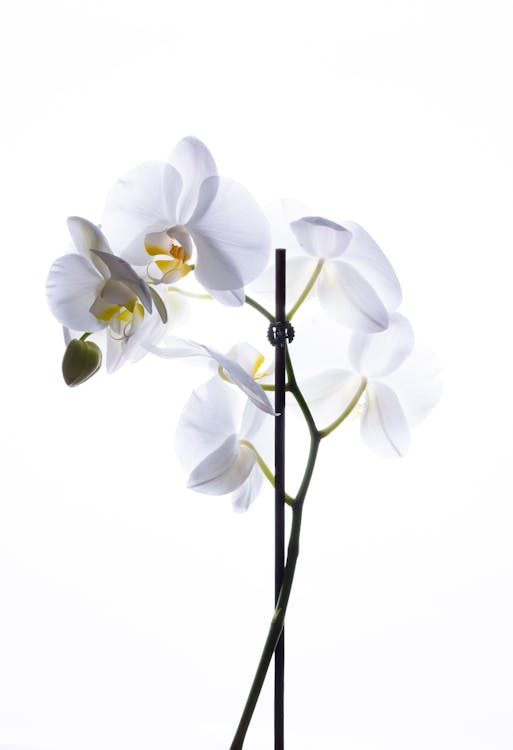 White Moth Orchids in Bloom