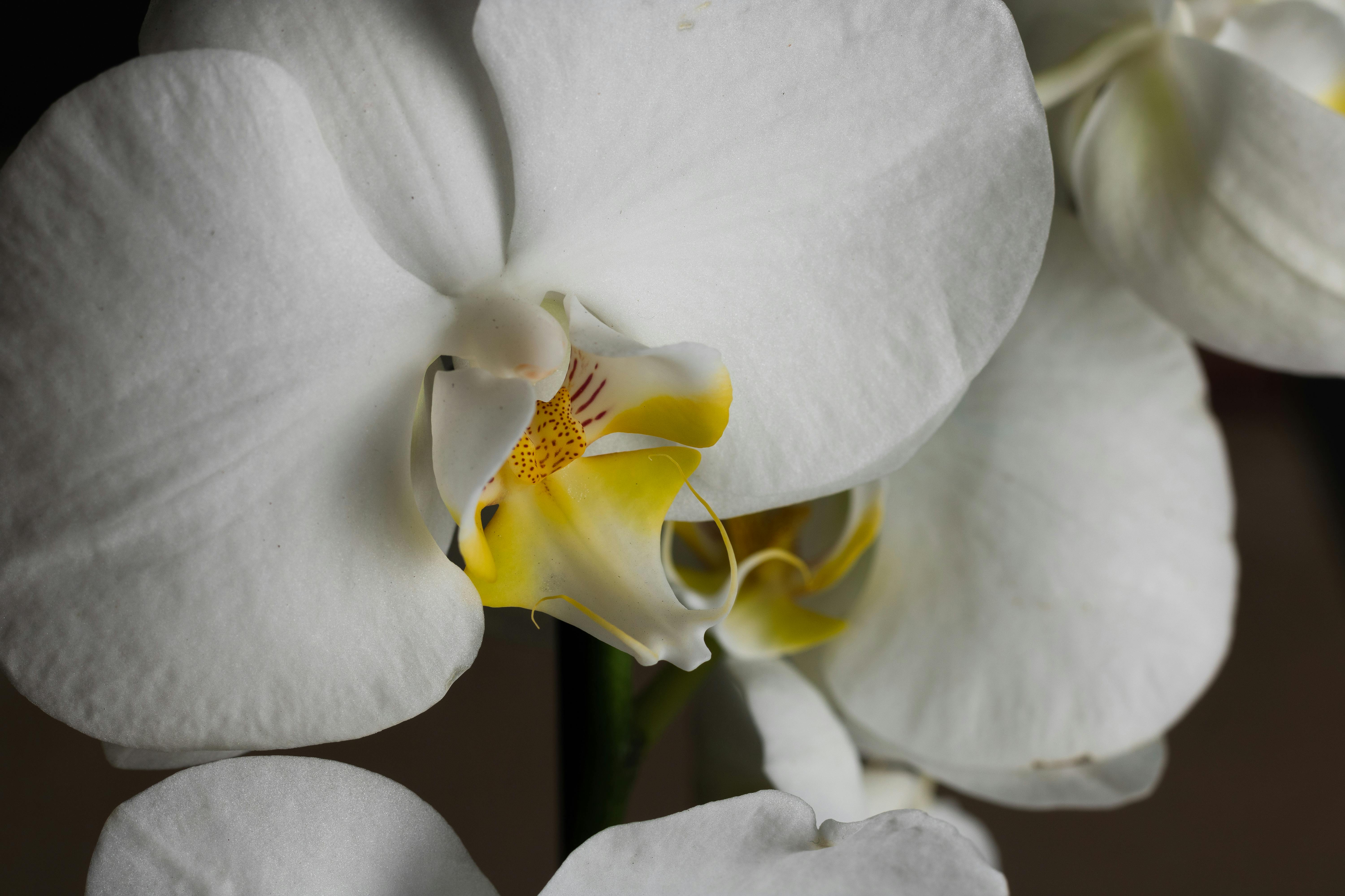 Orchidaceae: cultivo de orquídeas epífitas y requerimientos ambientales