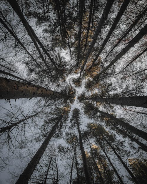 ağaçlar, dikey atış, doğa içeren Ücretsiz stok fotoğraf