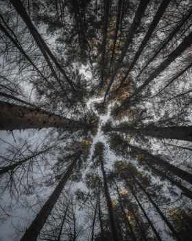 View of towering trees from below, showcasing the beauty of a dense forest canopy.