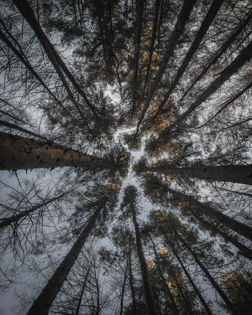 Free View of towering trees from below, showcasing the beauty of a dense forest canopy. Stock Photo