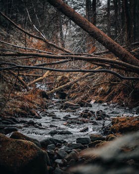 A tranquil forest stream flowing over rocks under fallen branches, captured in a vertical shot.