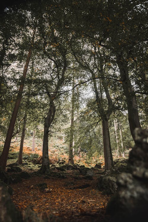 Photo of Trees in the Woods