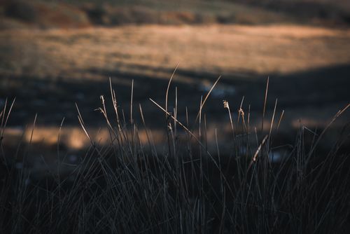 Free A close-up view of dry grass in a dim landscape, highlighted by soft twilight tones and shadow play. Stock Photo