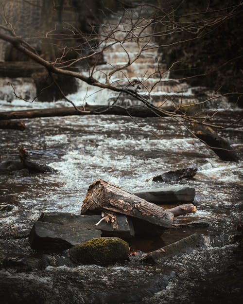 Photo of a Log and Rocks on a River