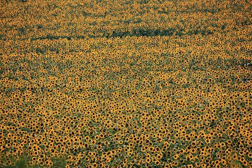 A Field of Sunflower Plantation in Bloom