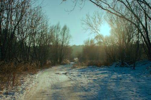 Bare Trees on a Frosty Weather