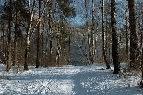 Photograph of Trees Near a Path Covered in Snow