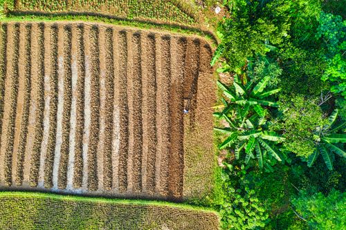 Free Spectacular drone view of lush green topical trees growing near cropland on sunny day in countryside Stock Photo