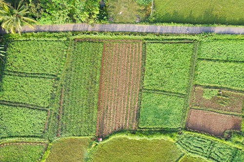 Lush green agricultural fields in sunlight