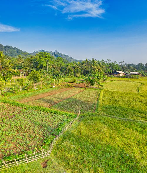 Drone view of green rice plantation with small residential houses and palm trees located near mountains under bright blue sky on sunny day