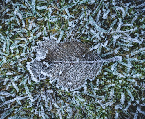 Free Leaf Lying on Frozen Winter Ground Stock Photo