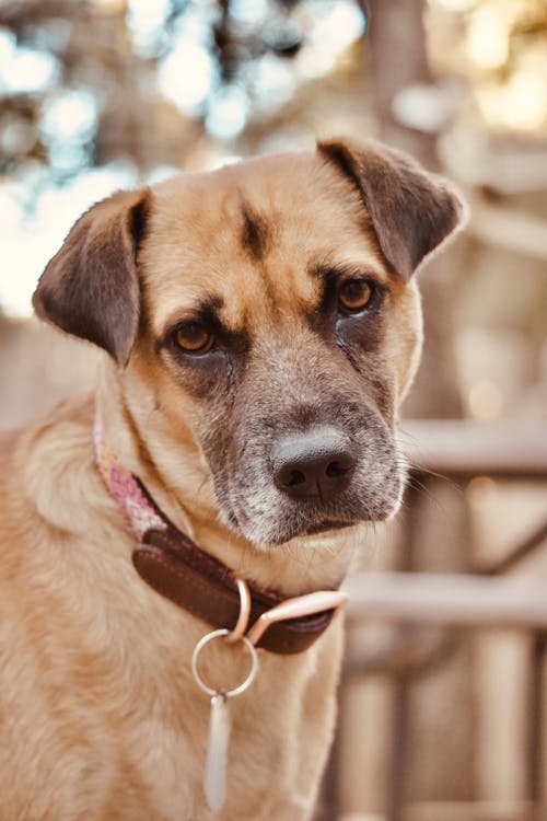 Free Close Up Photo of a Brown Dog Stock Photo
