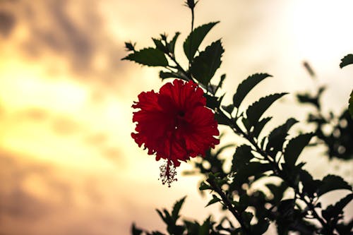Foto d'estoc gratuïta de flor bonica, fons de pantalla d'ordinador, Hibisc