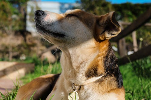 Foto profissional grátis de amante de cães, cabeça de cachorro, fotografia de cão