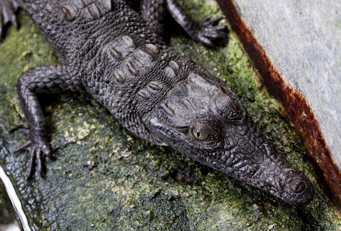 Close-up of Alligator Outdoors