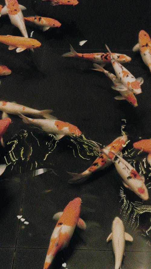 Bezpłatne Darmowe zdjęcie z galerii z karp, ryba koi, ryby słodkowodne Zdjęcie z galerii