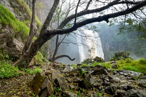 Free Powerful cascade falling from rocky cliff covered with green plants in mountainous area with tree trunks and steep cliffs in nature Stock Photo