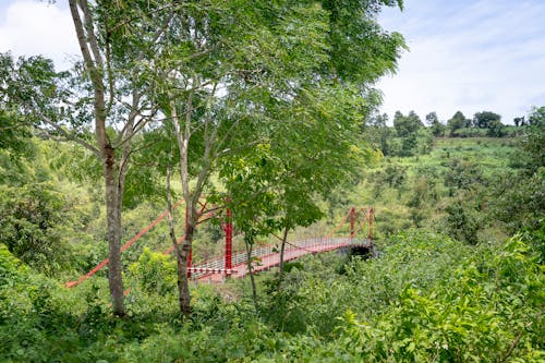 Red suspension bridge with metal structures located in dense green forest with tall lush trees in nature on summer day