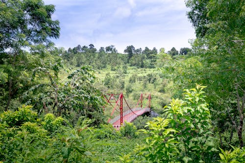 Red suspension bridge with metal elements located in woods with lush green trees in nature against blue sky in summer day