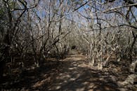 Straight empty path with shadows between leafless trees with curved twigs on sunny day