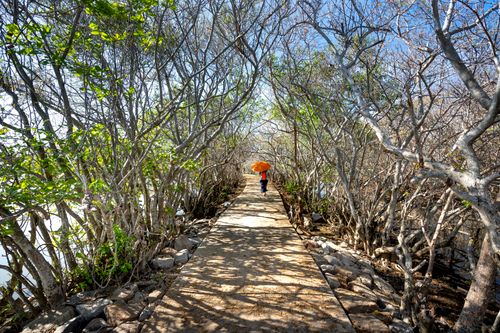 Free Anonymous female with colorful umbrella walking on pathway with shades between trees on sunny day Stock Photo