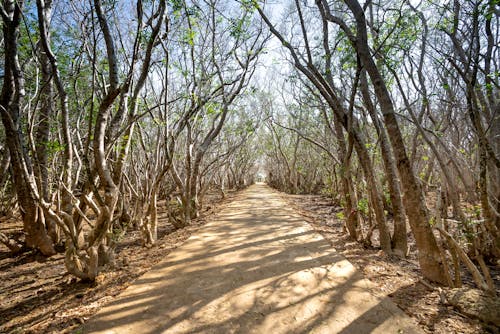 Scenic view of straight walkway with shadows between trees with curved twigs in sunlight