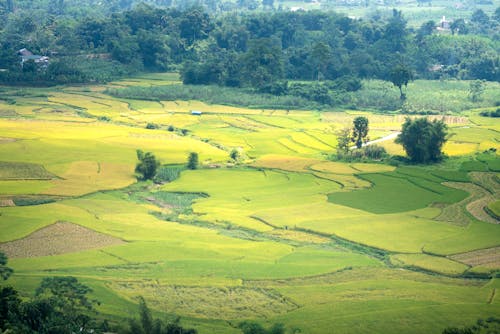 Picturesque view of agricultural fields with lush green trees growing on farmland in daytime