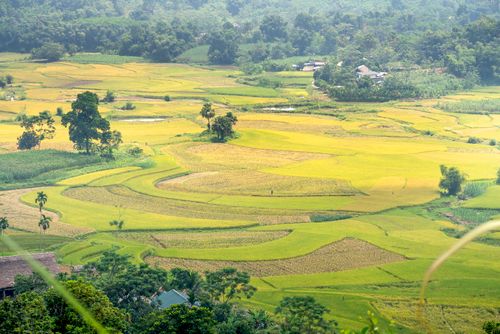 Free Spectacular view of green plantations with lush trees growing in countryside on summer day Stock Photo