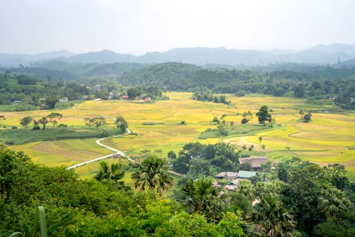 Picturesque view of agricultural fields with tropical trees growing against mounts in countryside on foggy day
