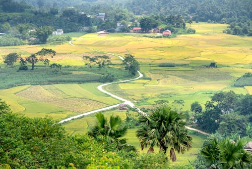 Green plantations with exotic trees and road in countryside