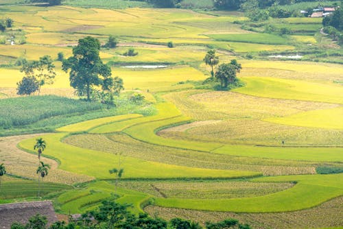 Foto profissional grátis de agricultura, aldeia, ao ar livre