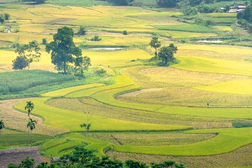 Free Scenic view of green plantations with tropical trees growing on farmland in summertime in daylight Stock Photo