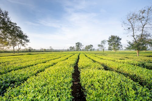 Green tea plantations with trees under cloudy sky in summer