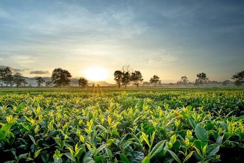 Scenic view of agricultural fields with lush green shrubs and trees under cloudy sky in sunlight