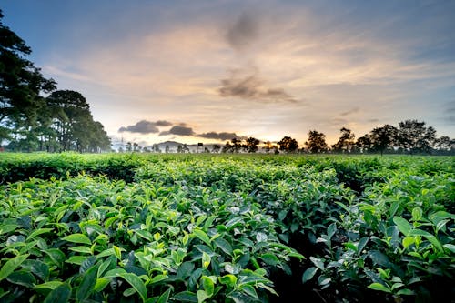 Scenery view of lush green tea plants in countryside field with trees under fluffy clouds at sundown